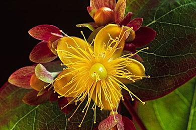 《地平线：西之绝境》完整版PS5容量121GB 需要两张光盘