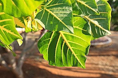 传《杀出重围：重制版》开发中 采用虚幻5引擎